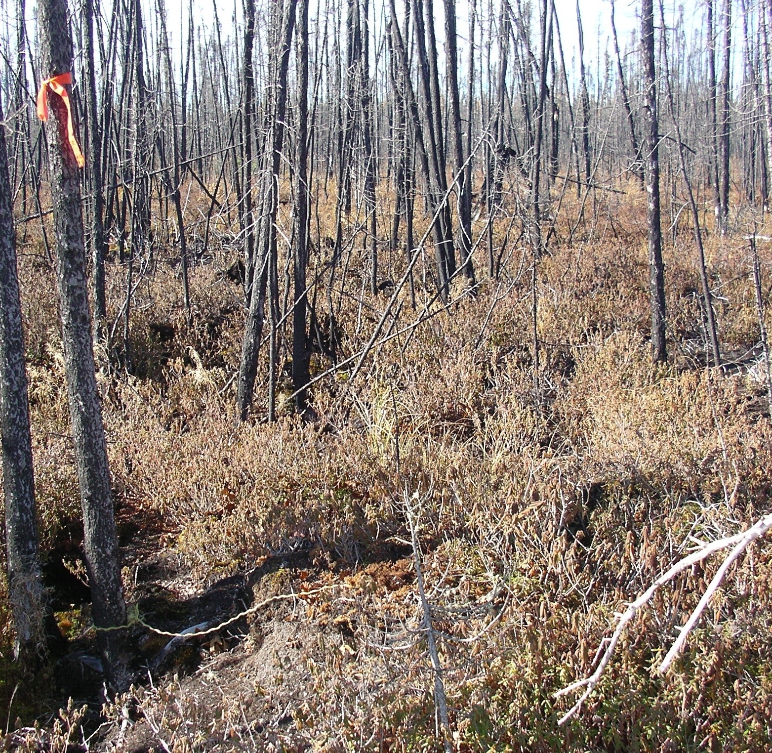 Temperature data logger marker at the reference site for toad MEA